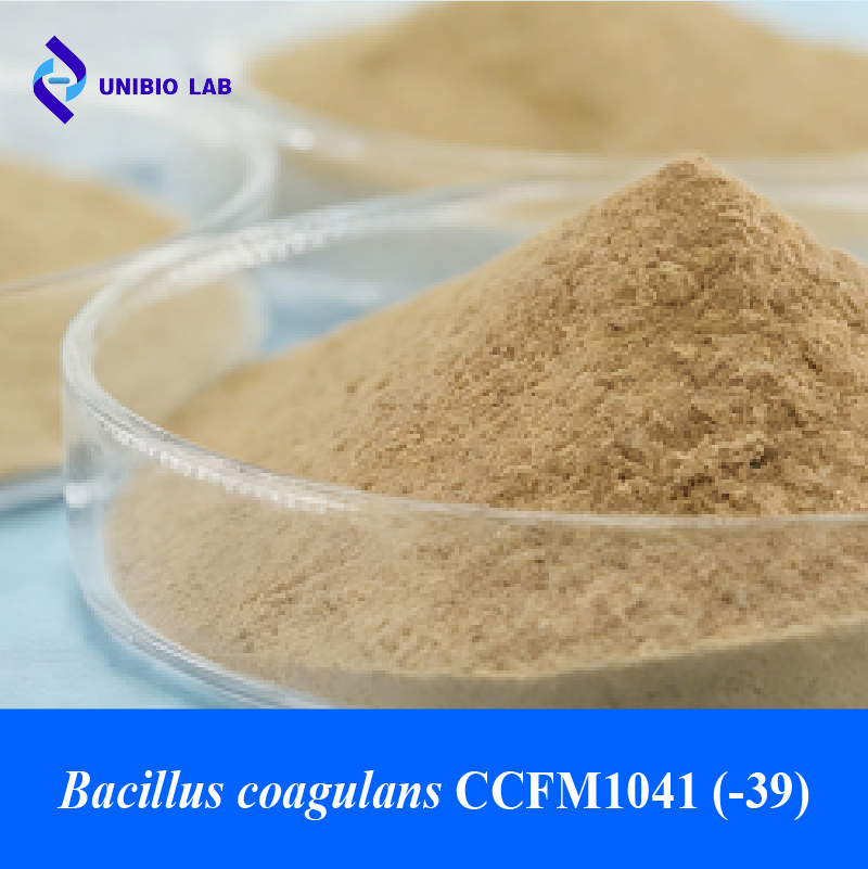 Bacillus coagulans CCFM1041 probiotic powder 100B CFU/g close-up